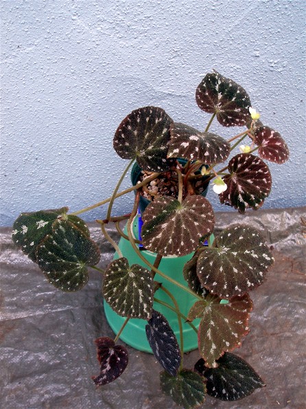 B. ‘Black Jewel’